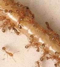 小家蟻屬 小家蟻屬