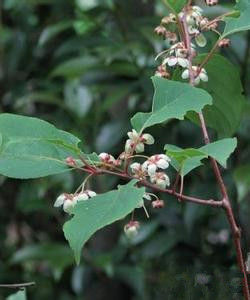 黑蕊獼猴桃 黑蕊獼猴桃