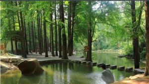 雞公山森林公園 雞公山森林公園