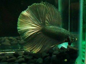 鬥魚圖片-世界名魚