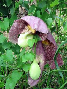 馬兜鈴科 馬兜鈴科