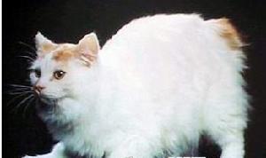 （圖）韋爾斯貓