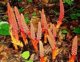 宜昌蛇菰 宜昌蛇菰