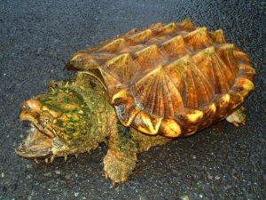 大白金龜 大白金龜