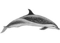 白點原海豚 白點原海豚