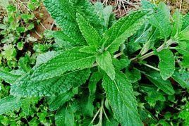 癩蛤蟆草 癩蛤蟆草