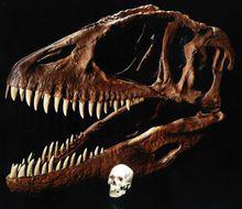 鯊齒龍頭骨與人類頭骨的對比