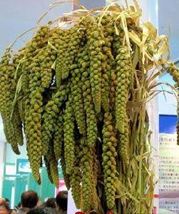 蒙金谷一號 蒙金谷一號