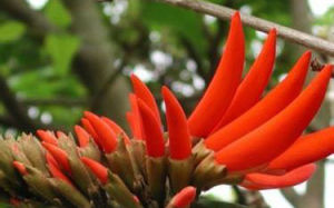 紅辣樹根 紅辣樹根