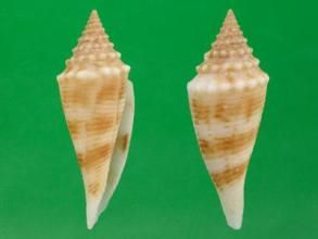 歐氏荊鯊 歐氏荊鯊