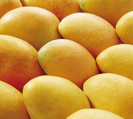 大甜香芒果 大甜香芒果