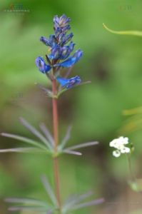 陝西紫堇 陝西紫堇