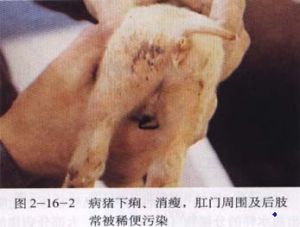 豬梭菌性腸炎