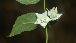 長葉輪鍾草 長葉輪鍾草