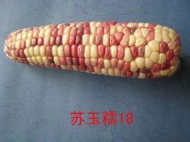 蘇玉糯18 蘇玉糯18