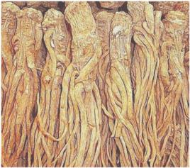 西歸芹根 西歸芹根