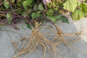 小扁豆根 小扁豆根