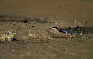 尼羅河鱷 尼羅河鱷