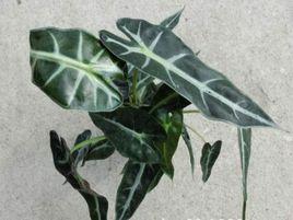 小仙女觀音蓮 小仙女觀音蓮