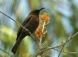 黑攝蜜鳥 黑攝蜜鳥