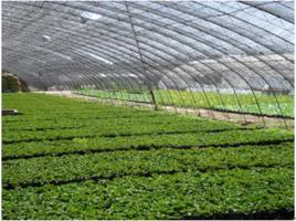 溫室氣候 溫室氣候