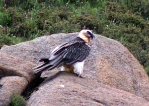 胡禿鷲非洲亞種 胡禿鷲非洲亞種