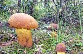 雲南野生菌 雲南野生菌