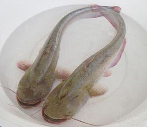 南方大口鯰 南方大口鯰