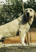 站住別跑[網路電影]