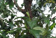 安溪.鐵觀音茶園與茶樹