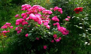 南疆薔薇 南疆薔薇