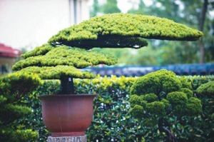 海派盆景 海派盆景