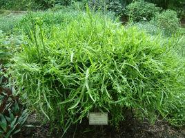 飛天蜈蚣草 飛天蜈蚣草