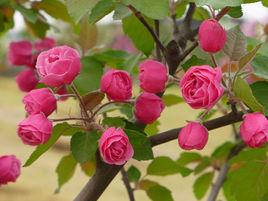 白蘭地海棠 白蘭地海棠