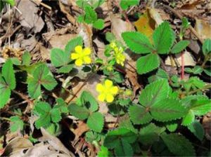 三葉委陵菜根 三葉委陵菜根