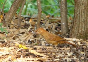 栗頂拾葉雀 栗頂拾葉雀