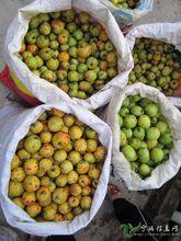 黎明鄉野生果物-栘依