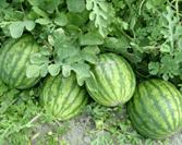 大棚西瓜