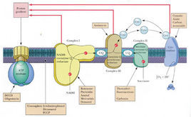 氧化磷酸化 氧化磷酸化