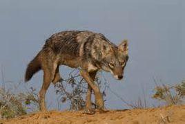 非洲金豺 非洲金豺