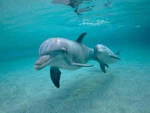 海洋精靈、水中智叟——海豚