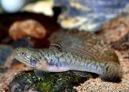 粘皮鯔蝦虎魚 粘皮鯔蝦虎魚