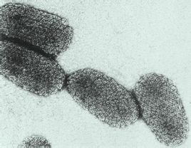 狂犬病病毒 狂犬病病毒