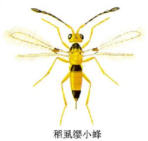 稻虱纓小蜂 稻虱纓小蜂