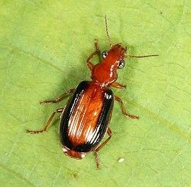 黑帶步行蟲 黑帶步行蟲