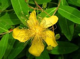 祖司麻[祖司麻]