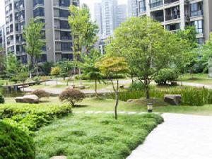 一品荷花 一品荷花