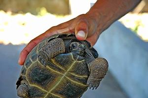 塞席爾象龜--幼龜