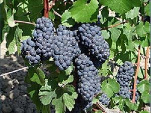 黑匹格普勒 黑匹格普勒