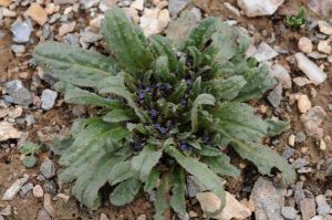 大花長葉微孔草(變種) 大花長葉微孔草(變種)